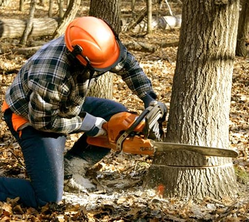 Tree Removal in Kersey, PA